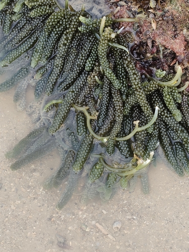 Caulerpa lentillifera observed 2026-07-17