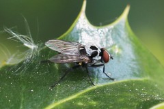 Anthomyia procellaris