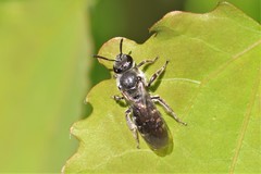 Lasioglossum sexnotatum