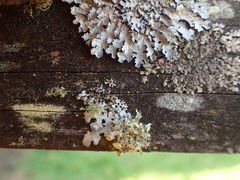 Ramalina glaucescens