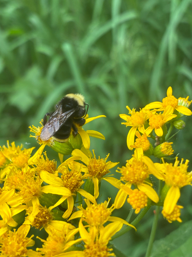 iNaturalist observation photo of Yellow-faced Bumble Bee