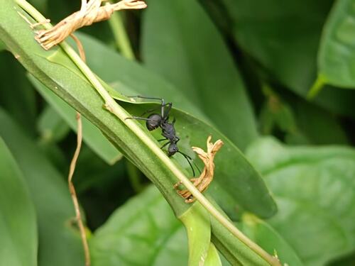 Armed Spiny Ant