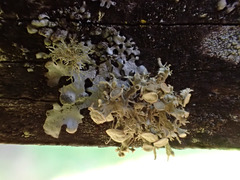 Ramalina glaucescens