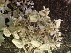 Ramalina glaucescens