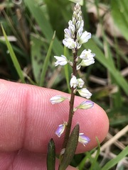 Polygala amarella