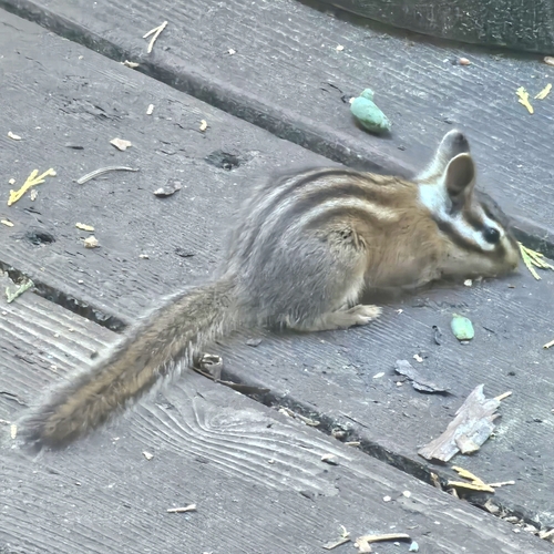 Long-eared Chipmunk observed by monomstar