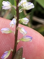 Polygala amarella