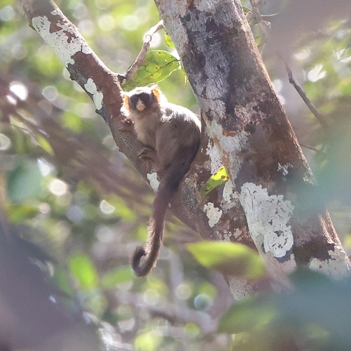Black-crowned Dwarf Marmoset