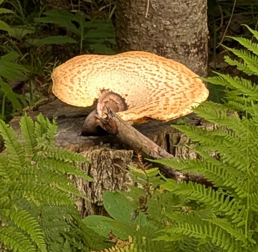 Dryad's Saddle · July 2026 · photo: Photo: no rights reserved · iNaturalist