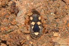 Prostemmatinae