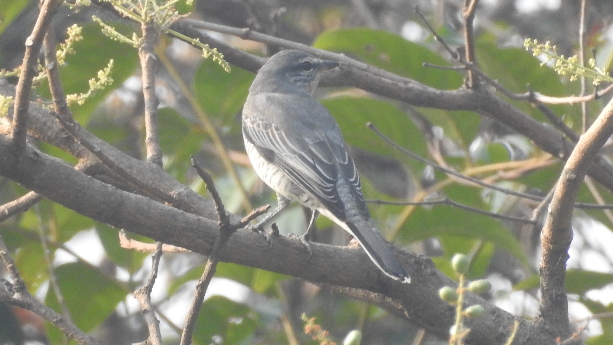Black-headed Cuckooshrike