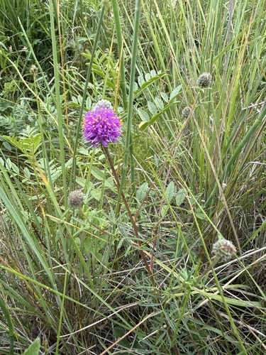 purple prairie clover