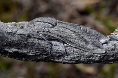 Endoxyla edwardsorum