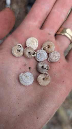 Cook's Peak Woodlandsnail
