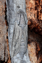 Endoxyla edwardsorum