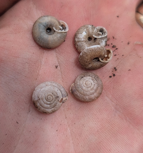 Cook's Peak Woodlandsnail