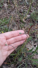 Leontodon biscutellifolius