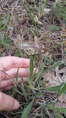 Leontodon biscutellifolius