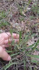 Leontodon biscutellifolius