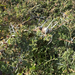 Acacia drepanolobium