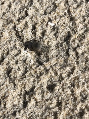 Philopedon plagiatum