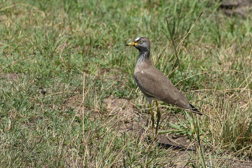 iNaturalist: (c) Max S, some rights reserved (CC BY-NC), uploaded by Max S iNaturalist image