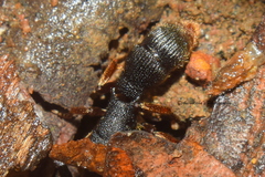 Pseudoneoponera bispinosa