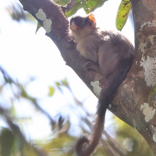 Black-crowned Dwarf Marmoset