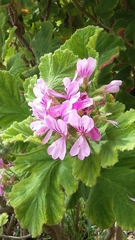 Pelargonium