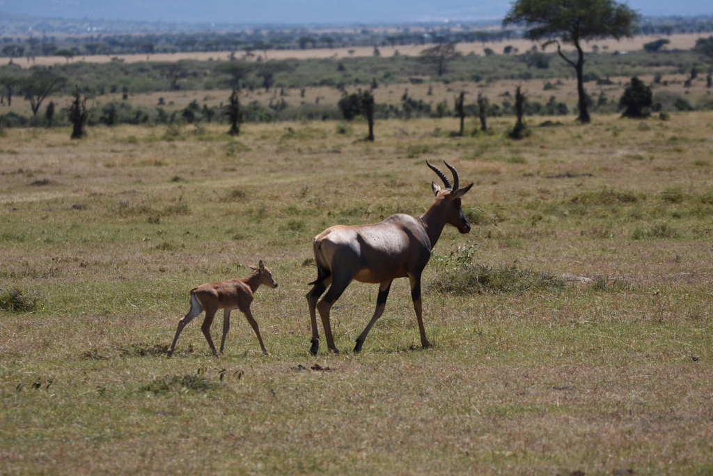 Damaliscus lunatus jimela, Narok, Narok, KE, by maxs88