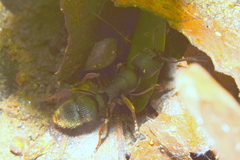 Pseudoneoponera bispinosa