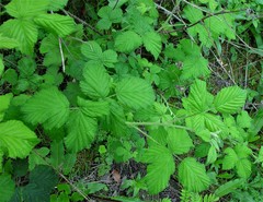 Rubus criniger