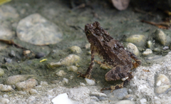 Ingerophrynus divergens