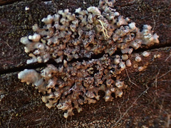 Hyperphyscia adglutinata