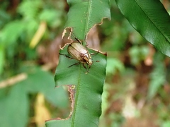Anomala inconcinna