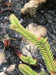 Crassula ericoides ericoides