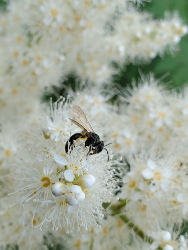 Mining Bees