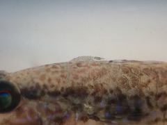 Branchiura