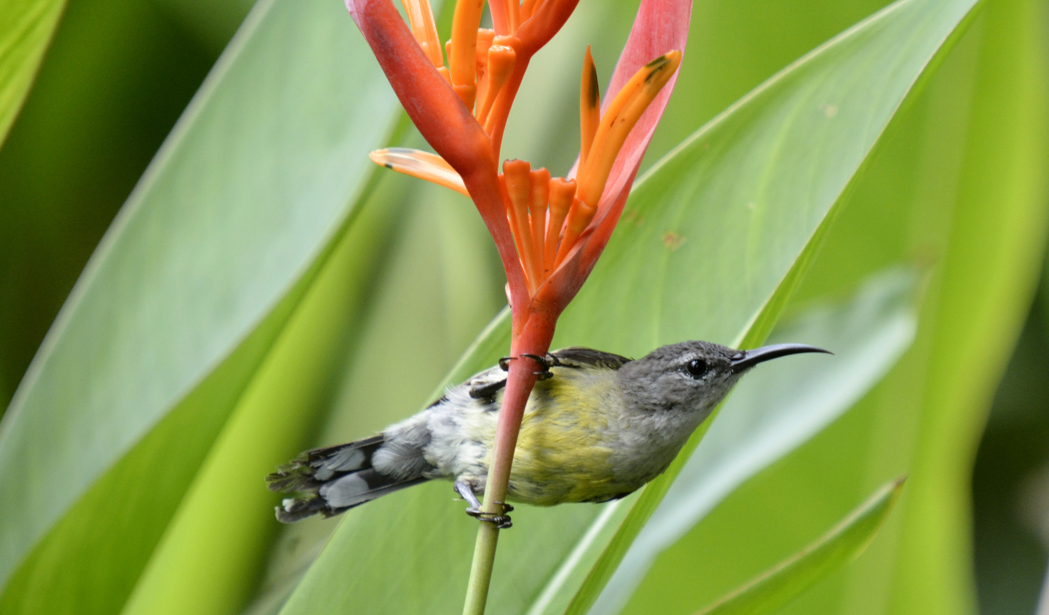 Copper-throated Sunbird illustration