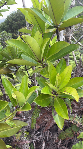 Myrsine lessertiana observed 2026-07-15