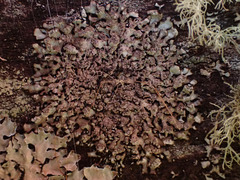 Hyperphyscia adglutinata