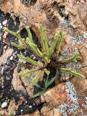 Crassula ericoides ericoides