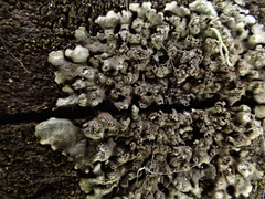 Hyperphyscia adglutinata