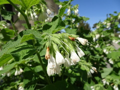 Symphytum orientale