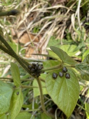 Megacopta punctatissima