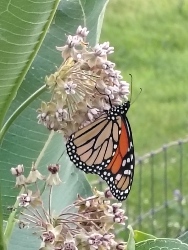 Monarch