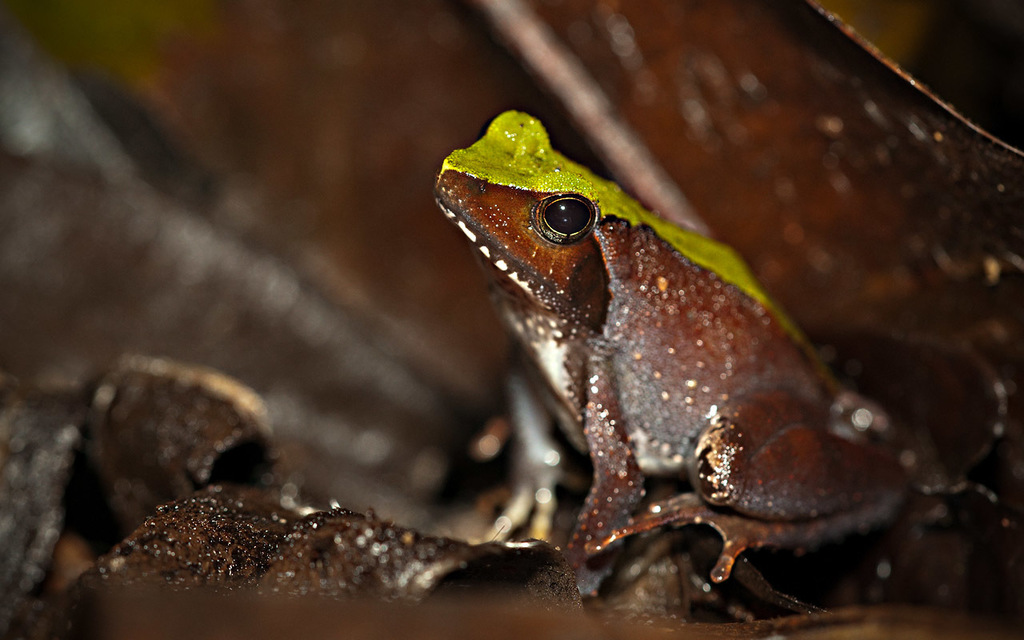 Eared River Frog