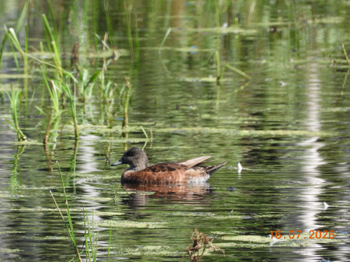 American Wigeon
