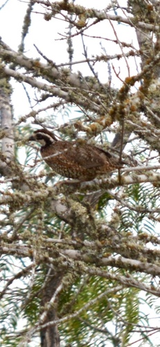 Northern Bobwhite observed by franz_herpman