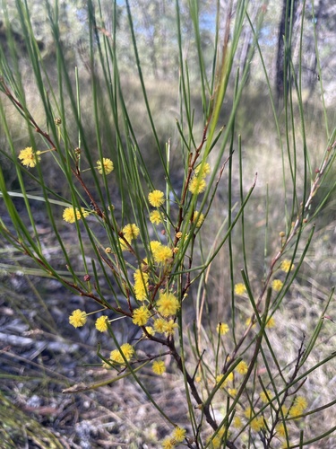 Rush-leaved Wattle